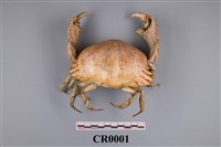 藏品(卷折饅頭蟹)的圖片